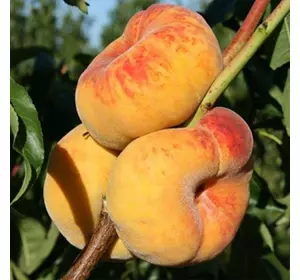 Саджанці інжирного персика «Світ Багел» — 2-річний Садовий Розмай (шт)