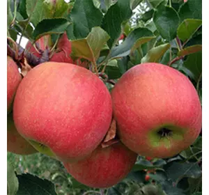 Саджанці яблуні «Пірус» — 2-річний Садовий Розмай (шт)