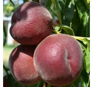 Саджанці персика «Роял Глорі» — 2-річний Садовий Розмай (шт)