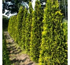 Саджанці західної туї «Ауресценс» (Aurescens) — 200 см Садовий Розмай (шт)