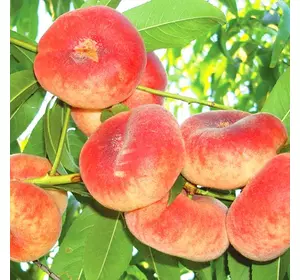 Саджанці інжирового персика «Інжирний ранній» — 1-річний Садовий Розмай (шт)