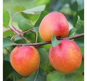 Саджанці абрикоса «Ерлі Блаш» (Early Blush) — 2-річний Садовий Розмай (шт)