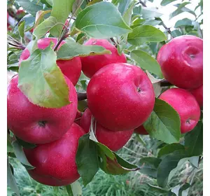 Саджанці яблуні «Айдаред» — 2-річний Садовий Розмай (шт)