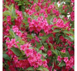 Саджанці вейгели «Квітучий рожевий» Садовий Розмай (шт)
