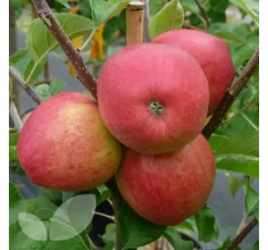 Саджанці яблуні «Пинова» — 1-річний Садовий Розмай (шт)
