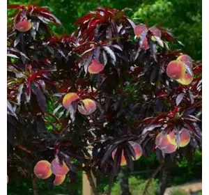Саджанці червонолистного персика «Бургунді» Садовий Розмай (шт)