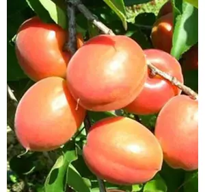 Саджанці абрикоса «Медіабель» — 1-річний Садовий Розмай (шт)