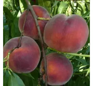 Саджанці персика «Річ Мей» — 1-річний Садовий Розмай (шт)