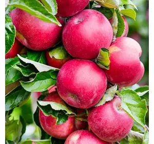 Саджанці колоновидної яблуні «Арбат» Садовий Розмай (шт)