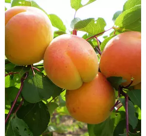 Саджанці абрикоса «Любава» — 2-річний Садовий Розмай (шт)