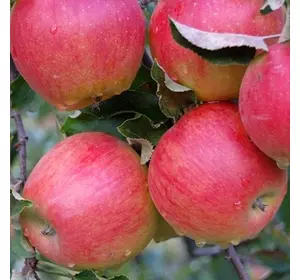 Саджанці яблуні «Джонаголд» (Jonagold) — 2-річний Садовий Розмай (шт)