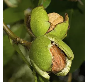 Саджанці грецького горіха «Туларе» - 2-річний Садовий Розмай (шт)