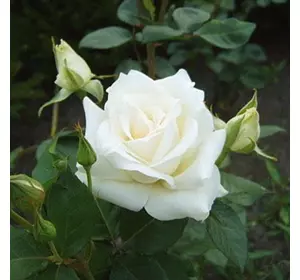 Саджанці троянд «Боїнг» (чайно-гібридних) ЗКС Садовий Розмай (шт)