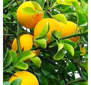 Саджанці лимона «Понцірус» Садовий Розмай (шт)