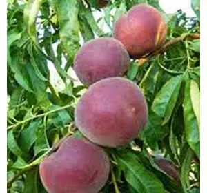 Саджанці персика «Світ Дрім» — 2-річний Садовий Розмай (шт)