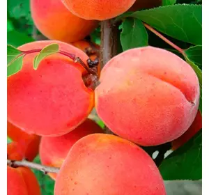 Саджанці абрикоса «Харкот» - 1-річний Садовий Розмай (шт)