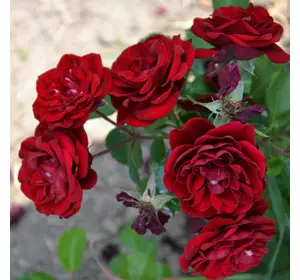 Саджанці троянд «Торнадо» (бордюрних) - від яскраво-червоного до червоно-бордового кольору Садовий Розмай (шт)
