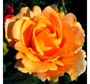 Саджанці троянд «Луї Де Фюнес» (чайно-гібридних) ЗКС Садовий Розмай (шт)