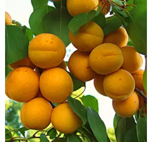 Саджанці абрикоса «Голд Річ» - 2-річний Садовий Розмай (шт)