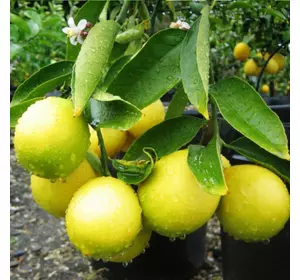 Саджанці лимона «Улюбленець» Садовий Розмай (шт)