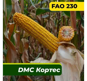 Насіння кукурудзи ДМС Кортес, ФАО 230 Маїс Дніпро (80 000 насінин)