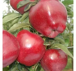 Саджанці яблуні «Ріхард» — 2-річний Садовий Розмай (шт)