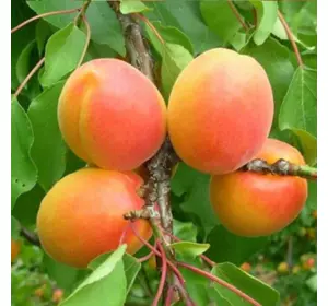 Саджанці абрикоса «Вондер Кот» (Wonder Cot) - 2-річний Садовий Розмай (шт)