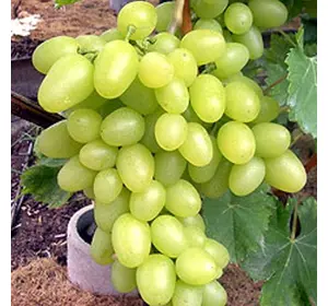 Саджанці винограду «Аркадія» - 2-річний Садовий Розмай (шт)