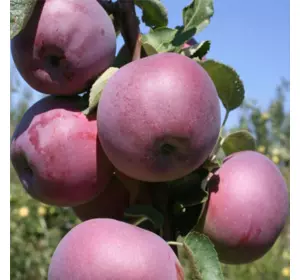 Саджанці яблуні «Вільямс Прайд» — 2-річний Садовий Розмай (шт)
