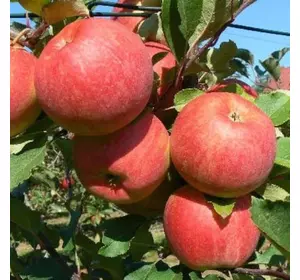 Саджанці яблуні «Чемпіон» — 2-річний Садовий Розмай (шт)