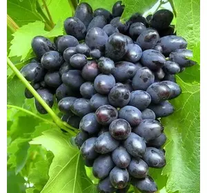 Саджанці винограду «Кодрянка» — 2-річний Садовий Розмай (шт)