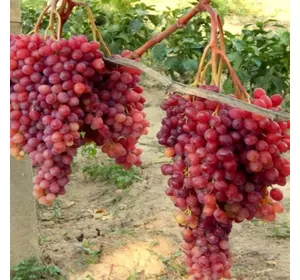 Саджанці винограду «Велес» - 2-річний Садовий Розмай (шт)