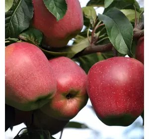 Саджанці яблуні «Глостер» — 1-річний Садовий Розмай (шт)