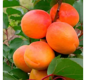 Саджанці абрикоса «Фаралія» — 1-річний Садовий Розмай (шт)