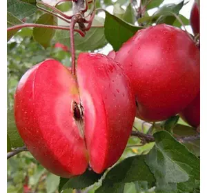 Саджанці червоном'ясої яблуні «Ред Кетті» — 1-річний Садовий Розмай (шт)