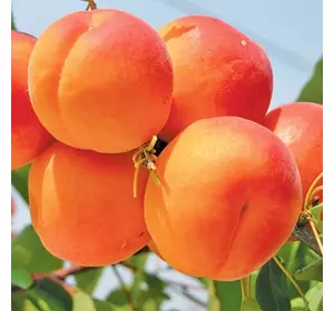Саджанці абрикоса «Ерлі Ред Оранж» — 2-річний Садовий Розмай (шт)