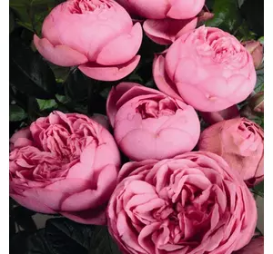Саджанці троянд «Хеппі Піано» (англійський півоноїдний)ЗКС Садовий Розмай (шт)