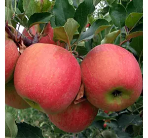 Саджанці яблуні «Чемпіон Арно» — 1-річний Садовий Розмай (шт)
