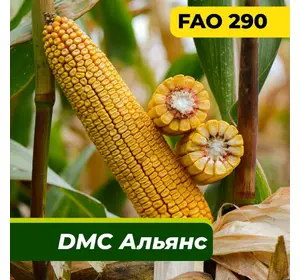 Насіння кукурудзи ДМС Альянс, ФАО 290 Маїс Дніпро (80 000 насінин)
