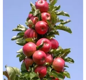Саджанці колоновидної яблуні «Джина» Садовий Розмай (шт)