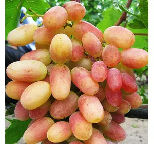 Саджанці винограду «Сенсація» — 2-річний Садовий Розмай (шт)