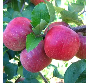 Саджанці яблуні «Фуджі» — 2-річний Садовий Розмай (шт)