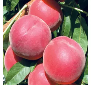 Саджанці персика «Роял Лі» — 1-річний Садовий Розмай (шт)