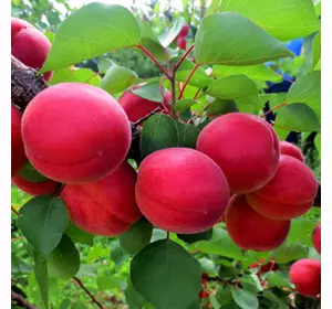 Саджанці абрикоса «Пріція» — 1-річний Садовий Розмай (шт)