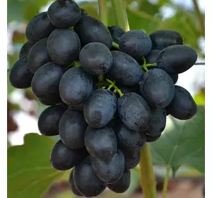 Саджанці винограду «Шарада» Садовий Розмай (шт)
