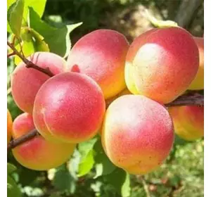 Саджанці абрикоса «НЖА 19» (NGA-19) - 2-річний Садовий Розмай (шт)