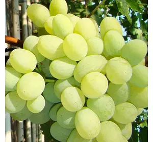 Саджанці винограду «Арні» - 2-річний Садовий Розмай (шт)