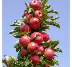 Саджанці колоновидної яблуні «Титанія» Садовий Розмай (шт)