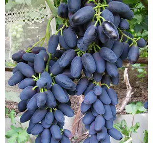 Саджанці винограду «Академік» - 2-річний Садовий Розмай (шт)