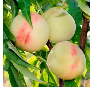 Саджанці персика «Білий Лебідь» — 2-річний Садовий Розмай (шт)